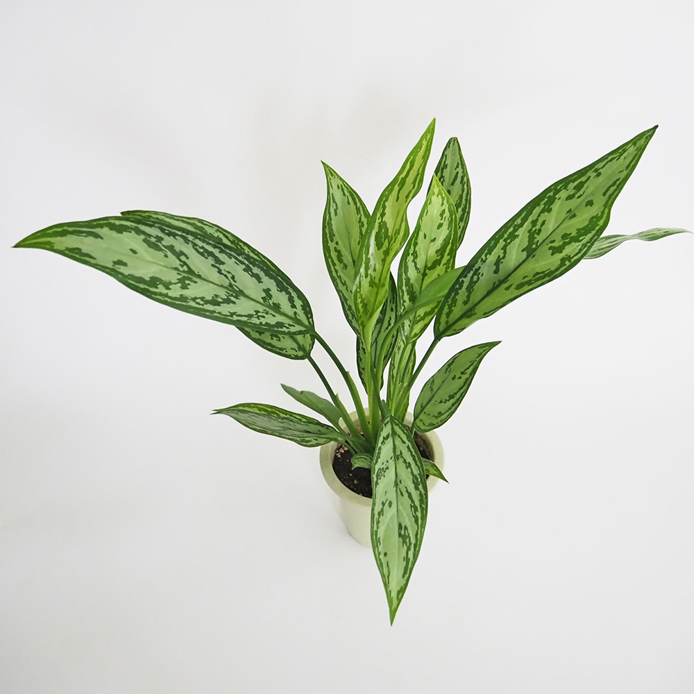 アグラオネマ シルバークイーン 観葉植物 4号/1個売り Aglaonema
