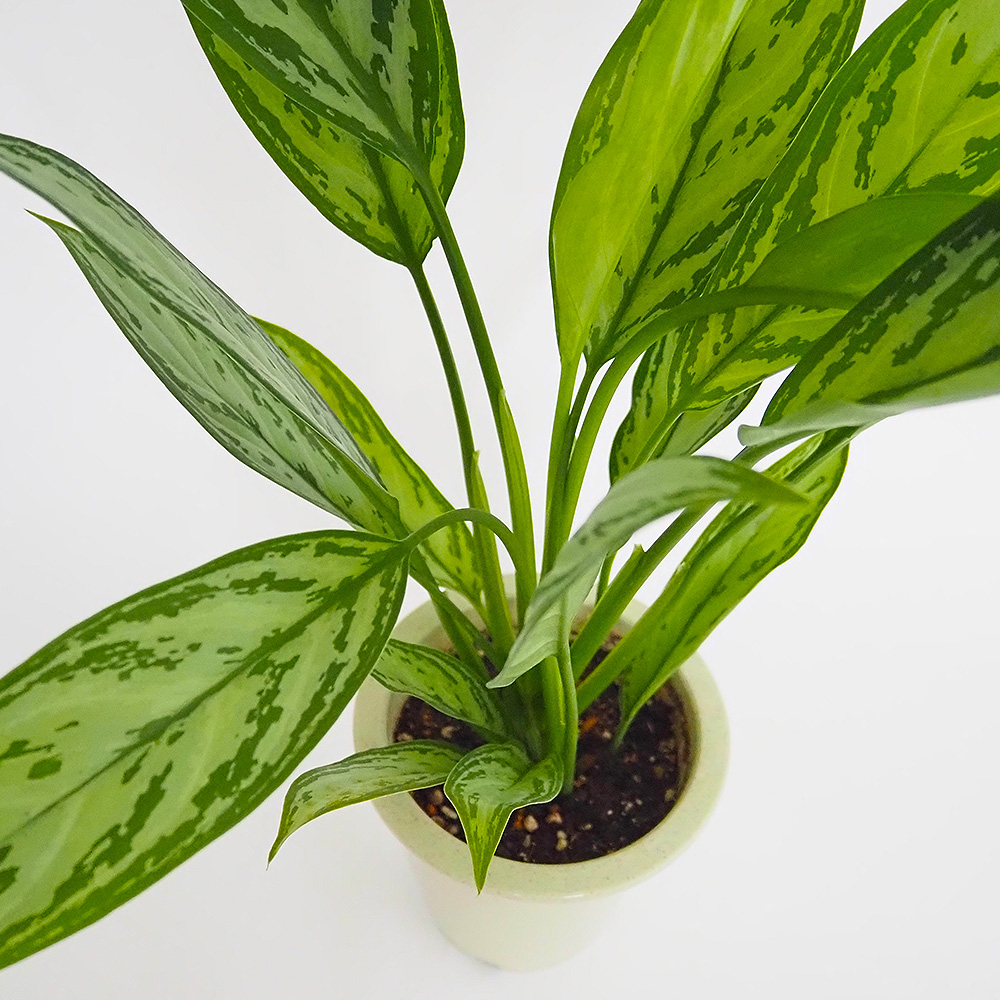 アグラオネマ シルバークイーン 観葉植物 4号/1個売り Aglaonema