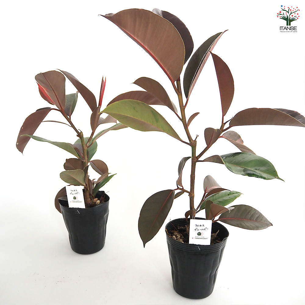 フィカス ブルールビー 観葉植物 4号/1個売り リビング オフィス 事務 