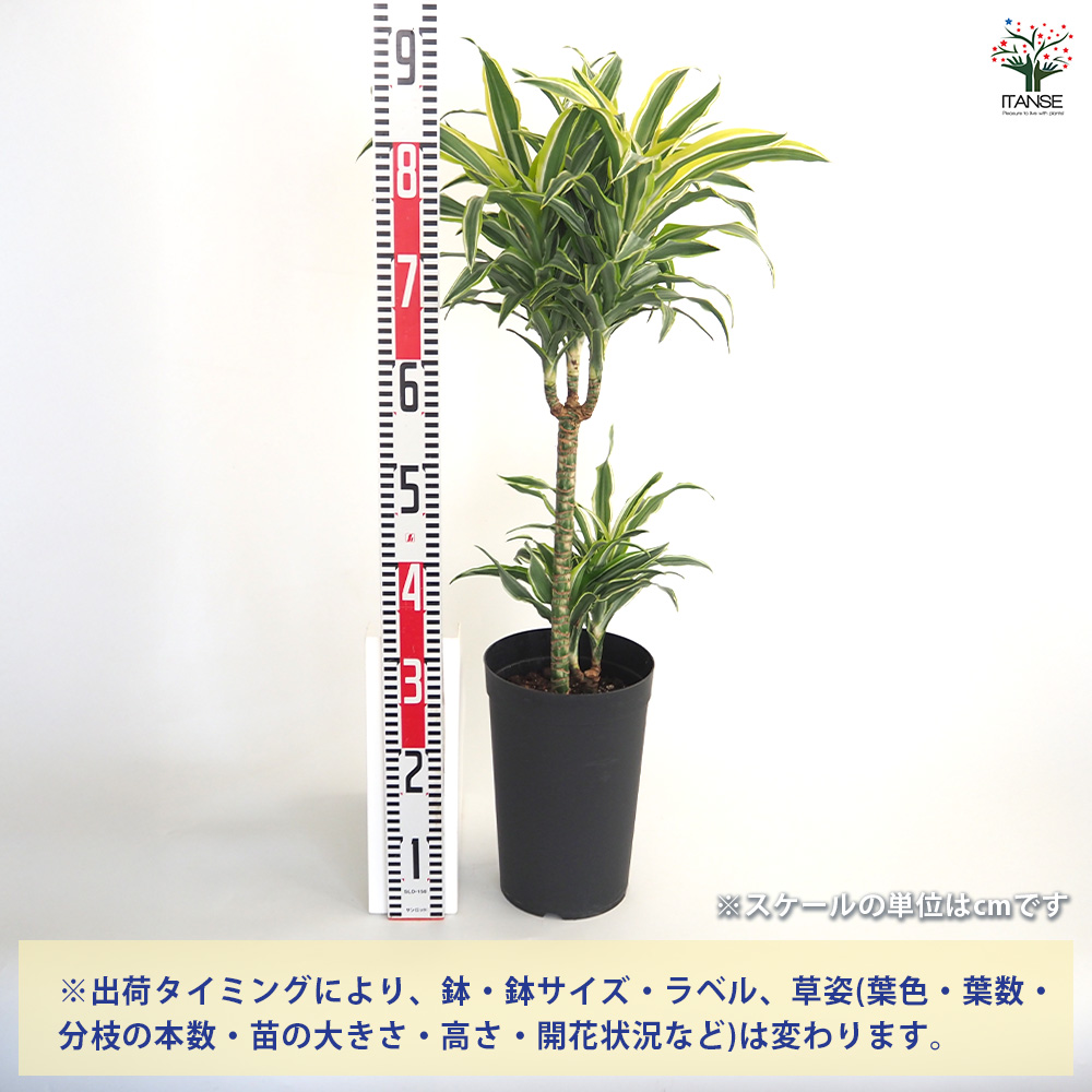 ドラセナ サプライズ 観葉植物 7号/1個売り リュウゼツラン キジカクシ