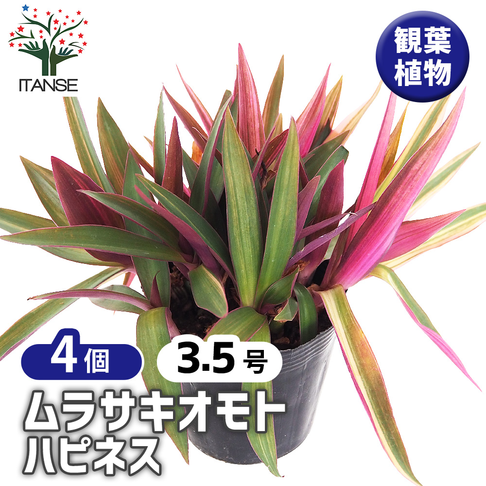 ムラサキオモト ハピネス 観葉植物 3.5号/お買い得4個セット ツユクサ