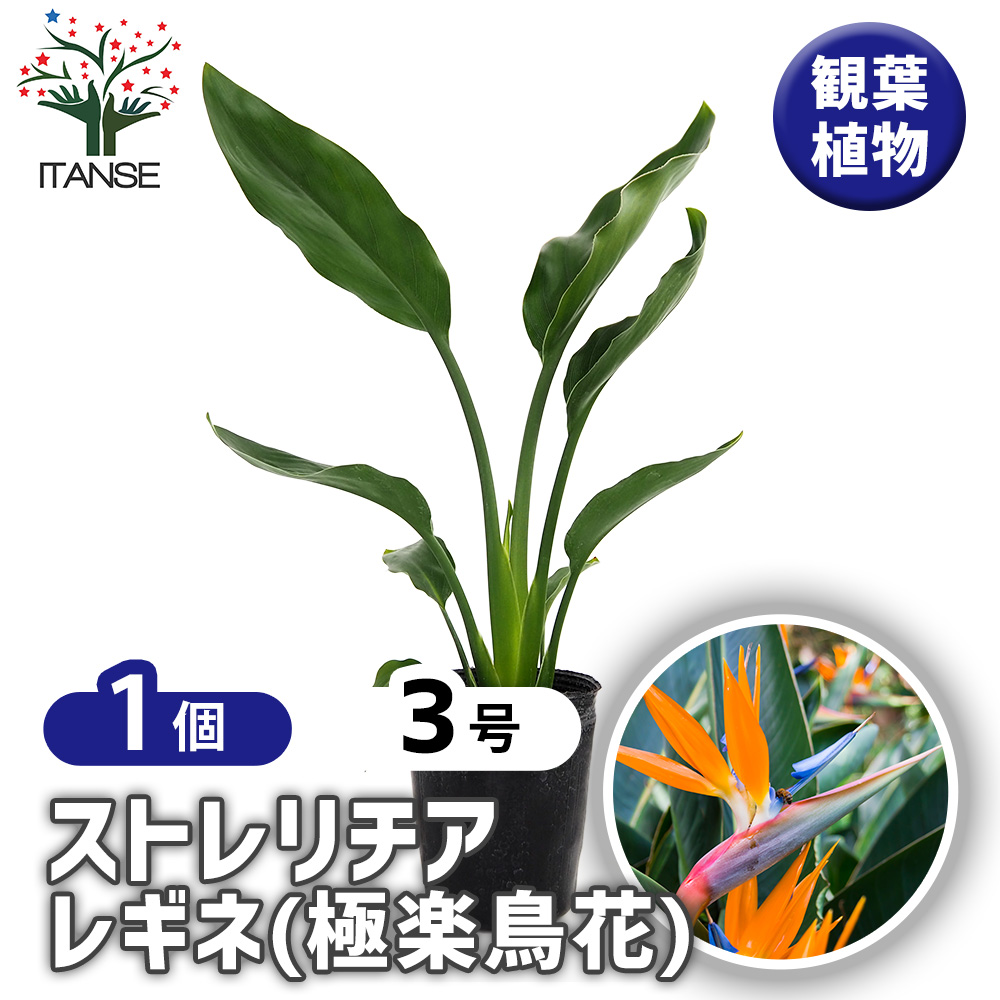 観葉植物　ストレチア　レギネ　大株　極楽鳥花 kan01748.jpg