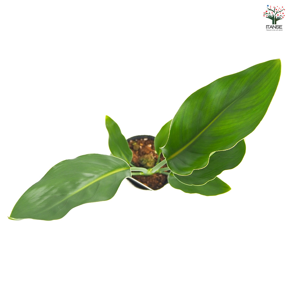 ストレリチア レギネ(極楽鳥花) 観葉植物 3号/1個売り 観葉 インテリア