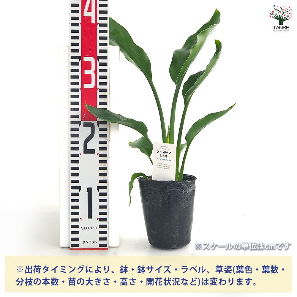 ストレリチア レギネ(極楽鳥花) 観葉植物 3号/お買い得4個セット 観葉