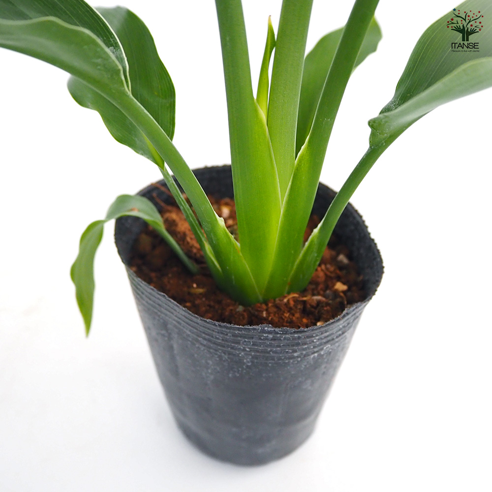 ストレリチア レギネ(極楽鳥花) 観葉植物 3号/お買い得4個セット 観葉