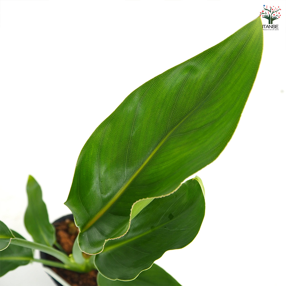 ストレリチア レギネ(極楽鳥花) 観葉植物 3号/お買い得4個セット 観葉