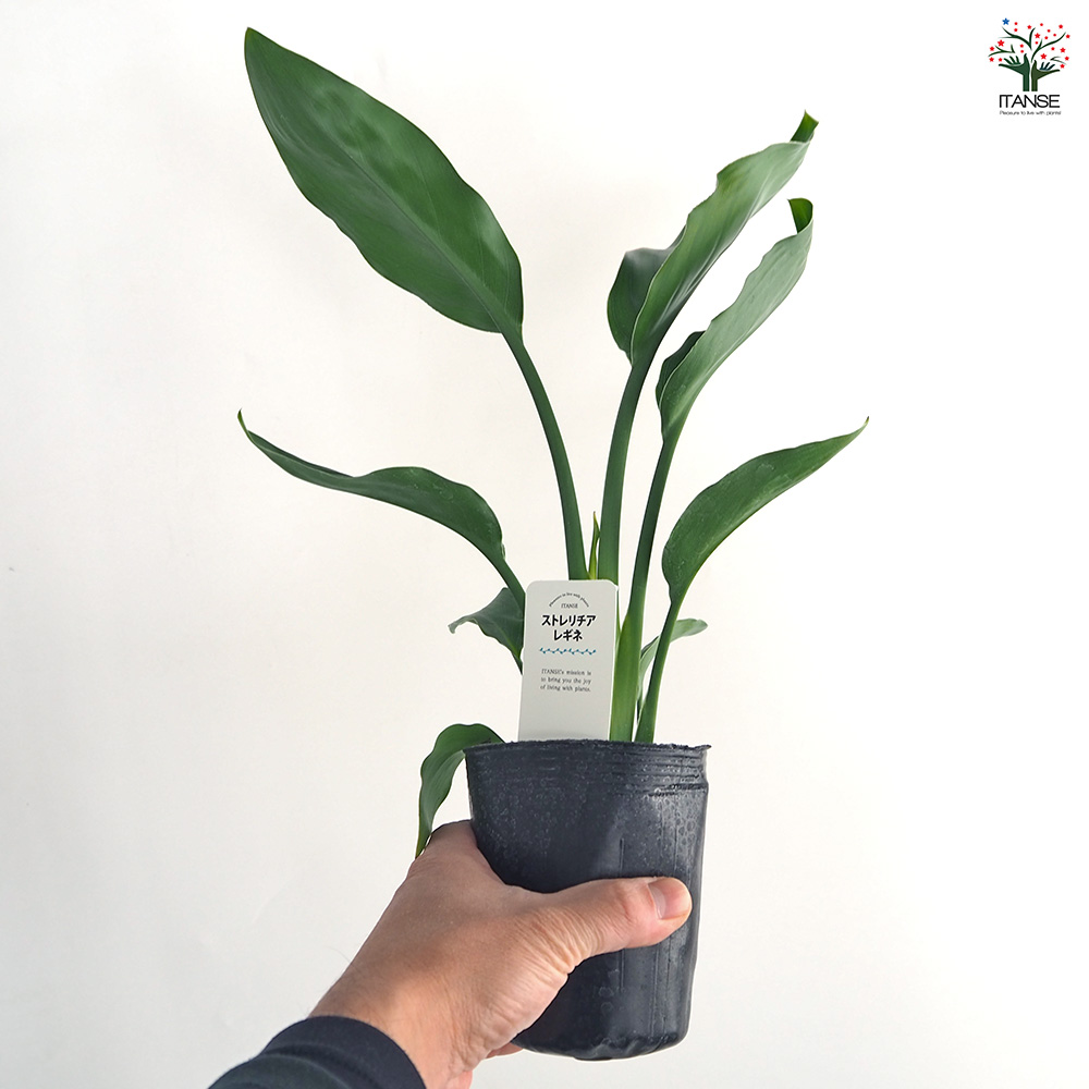 ストレリチア レギネ(極楽鳥花) 観葉植物 3号/お買い得4個セット 観葉