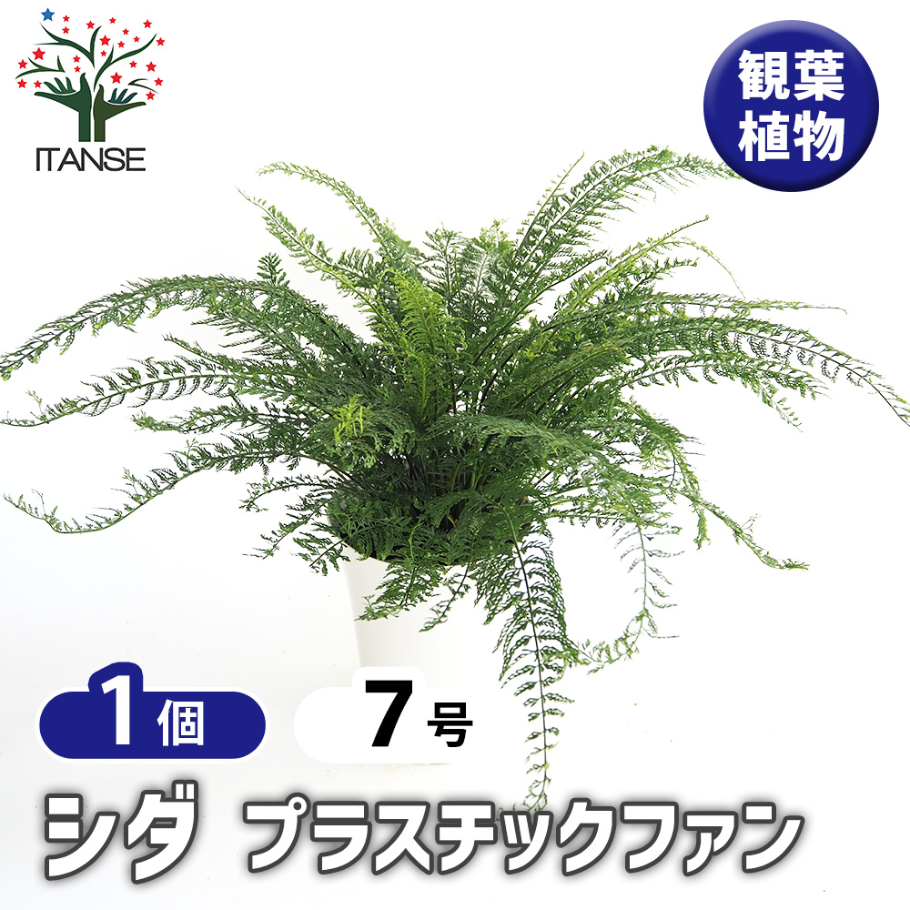 シダ プラスチックファン 観葉植物 7号/1個売り トキワシノブ 常磐忍
