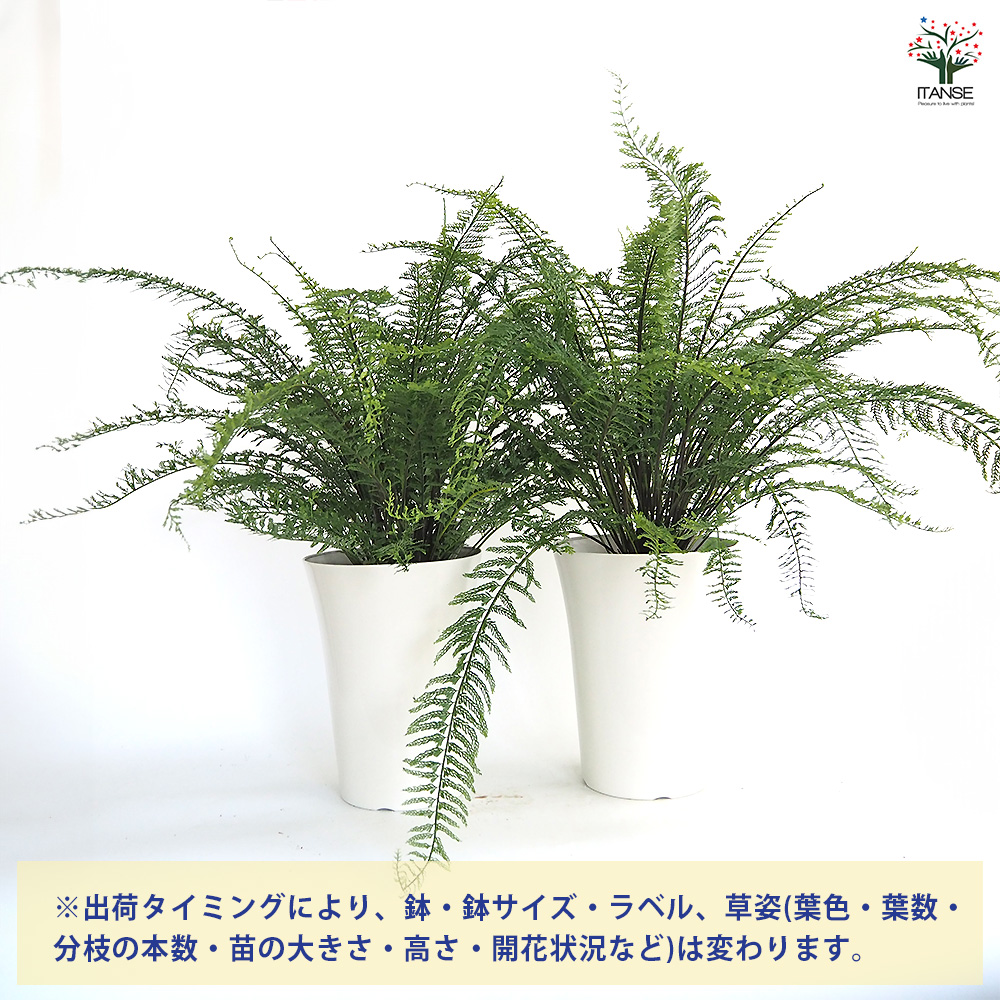 シダ プラスチックファン 観葉植物 7号/1個売り トキワシノブ 常磐忍
