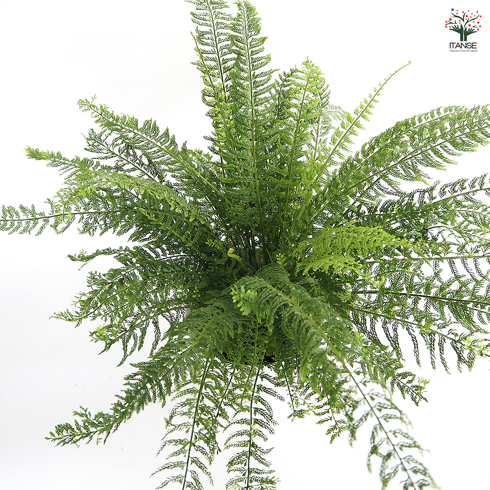 シダ プラスチックファン 観葉植物 7号/1個売り トキワシノブ 常磐忍