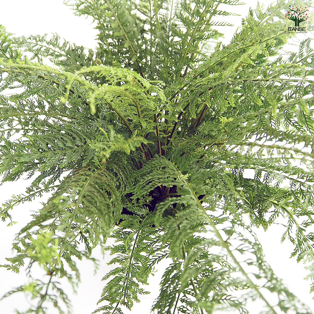 シダ プラスチックファン 観葉植物 7号/1個売り トキワシノブ 常磐忍