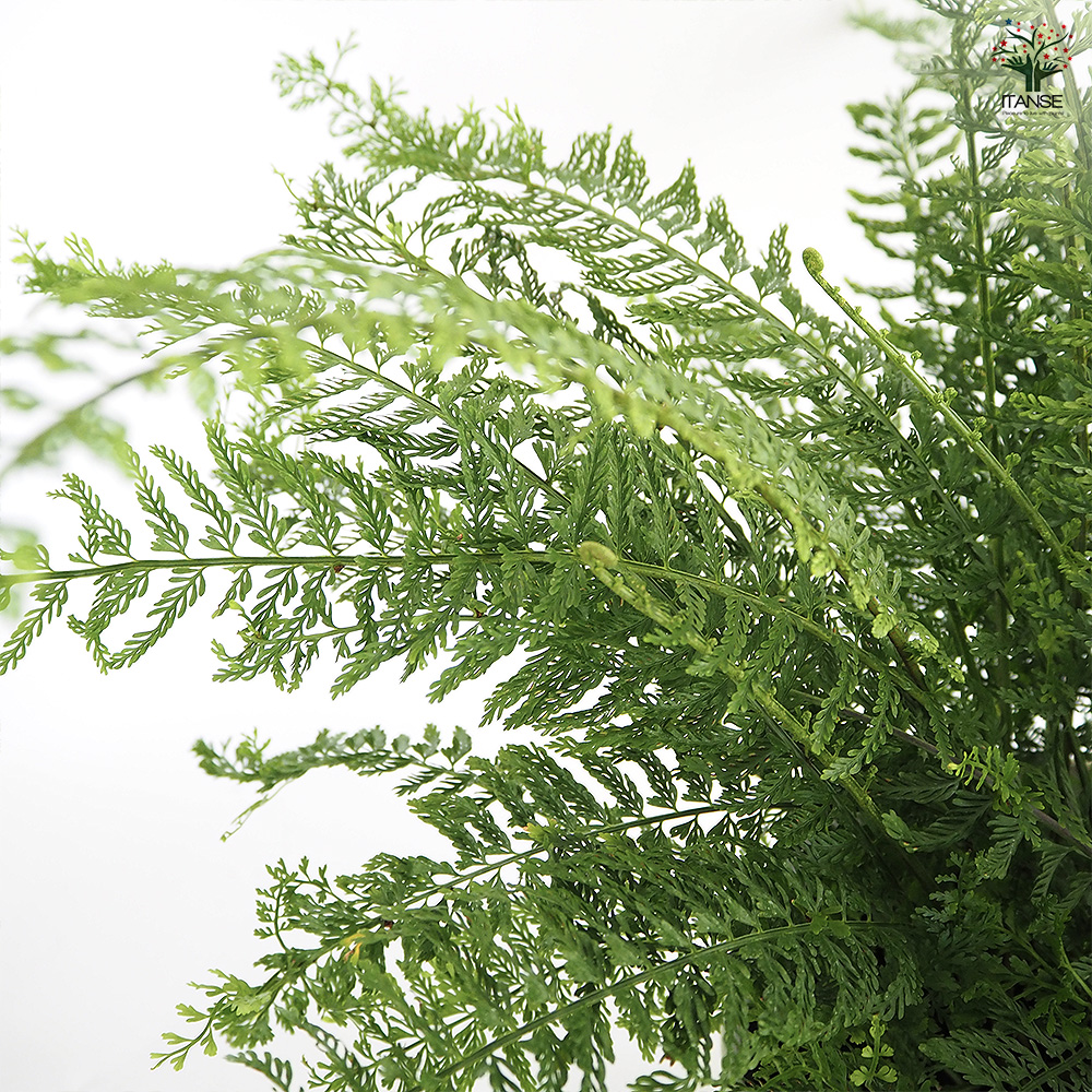 シダ プラスチックファン 観葉植物 7号/1個売り トキワシノブ 常磐忍