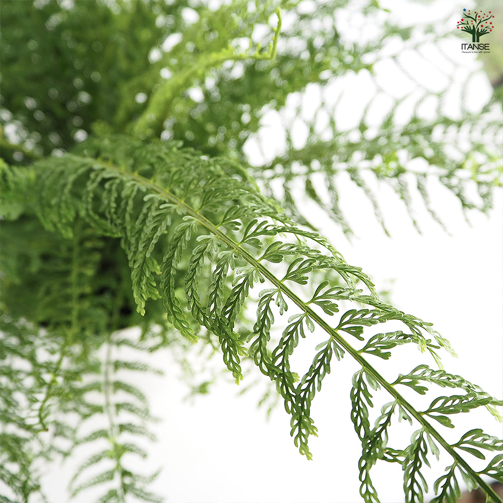 シダ プラスチックファン 観葉植物 7号/1個売り トキワシノブ 常磐忍