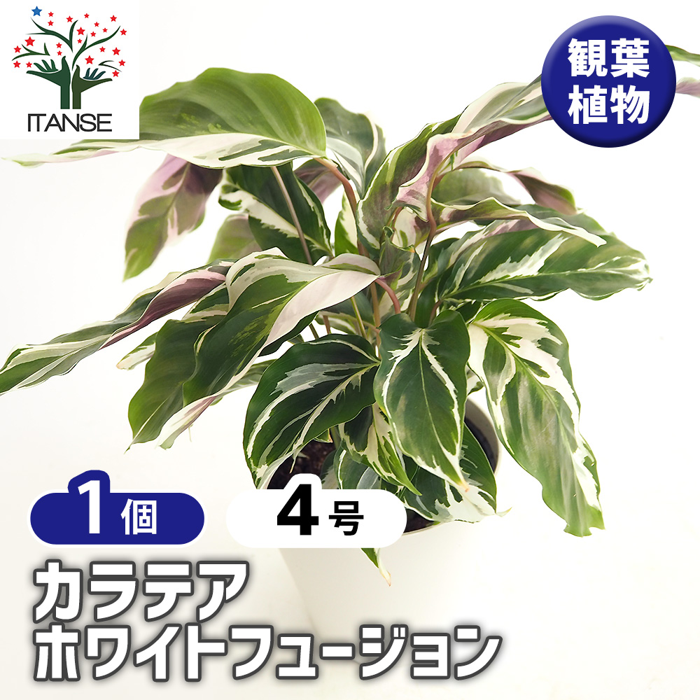 カラテア ホワイトフュージョン 観葉植物 4号/1個売り リビング