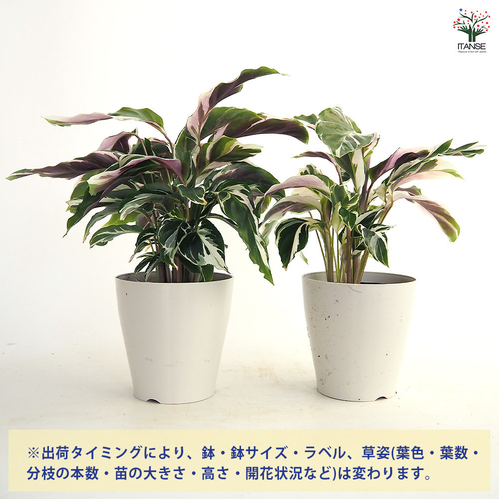 カラテア ホワイトフュージョン 観葉植物 4号/1個売り リビング