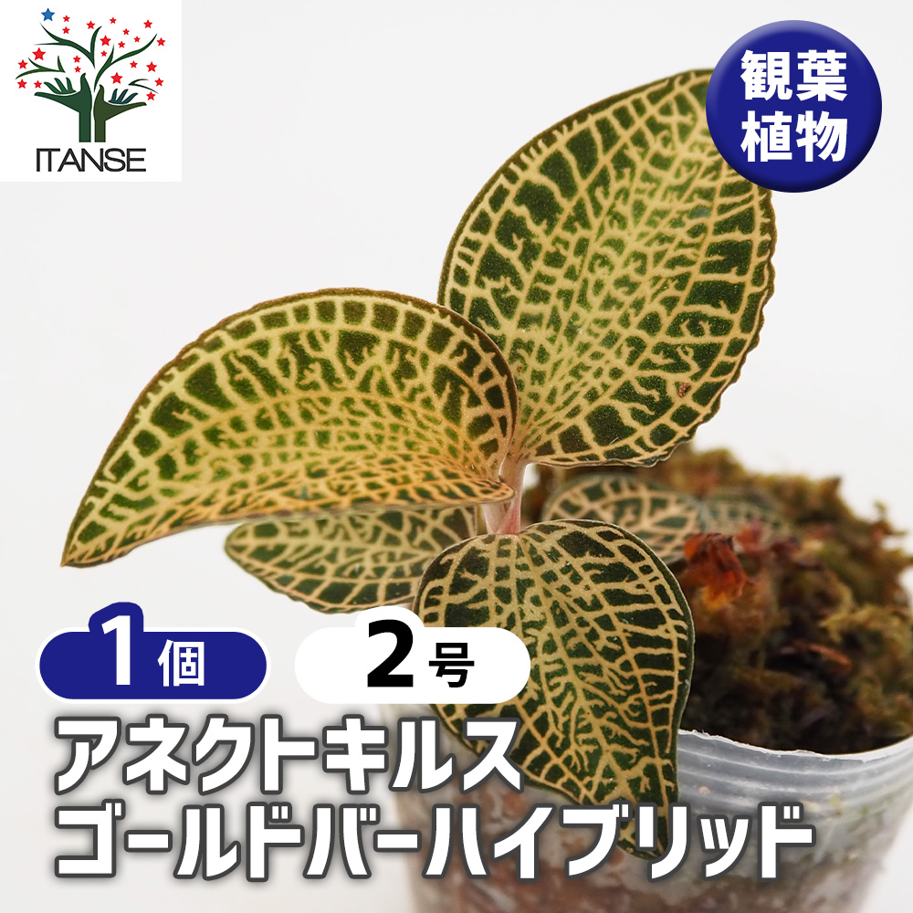 アネクトキルス ゴールドバーhybrid【立光】 観葉植物 2号/1個売り