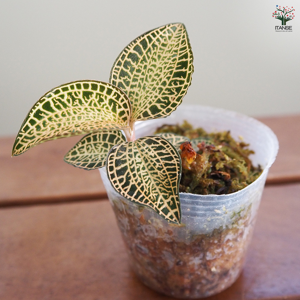 アネクトキルス ゴールドバーhybrid【立光】 観葉植物 2号/1個売り