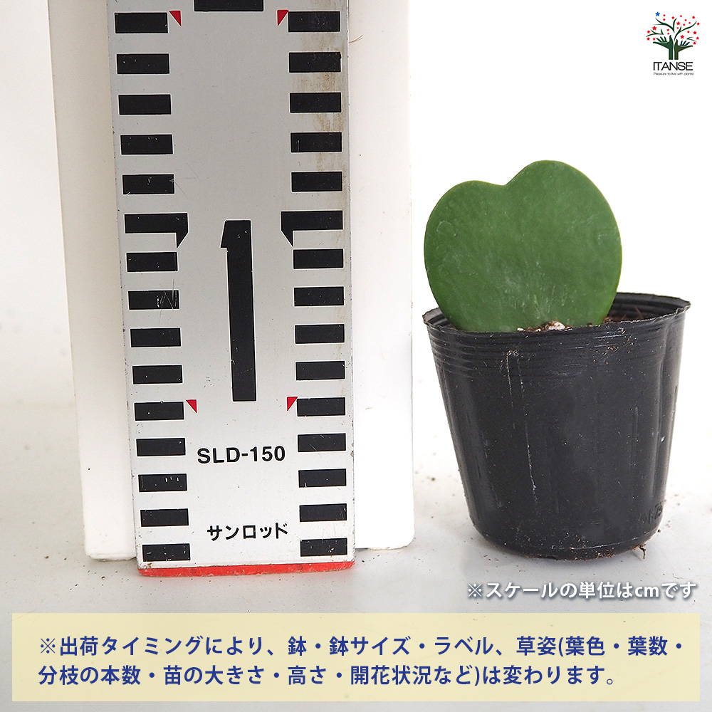 ハートホヤ 単色 観葉植物 2号/お買い得8個セット 観葉 ガーデニング