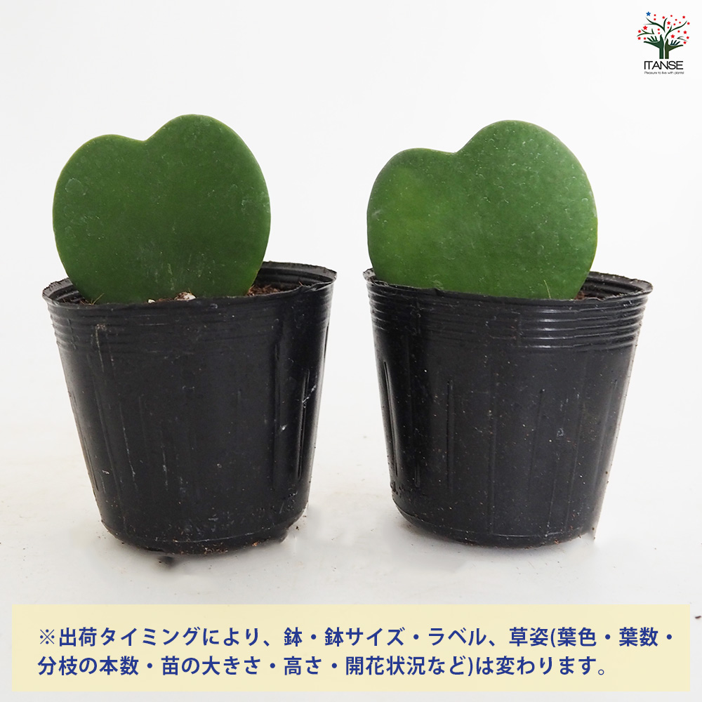観葉植物 緑色斑点 ハート型葉 楽天市場】観葉植物 斑入りハートホヤ 3号鉢 ハートホヤ ラブラブ