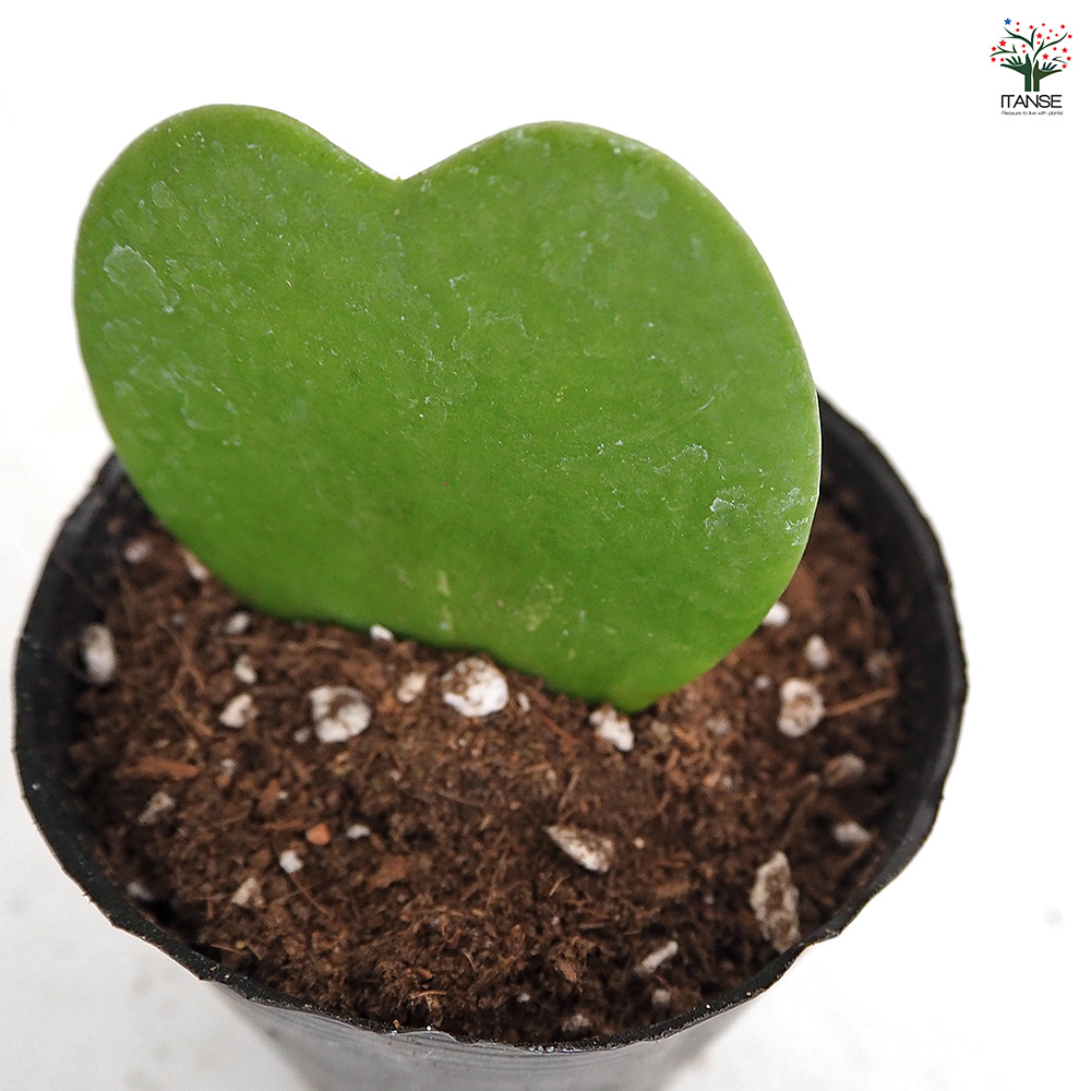 ハートホヤ 単色 観葉植物 2号/お買い得8個セット 観葉 ガーデニング