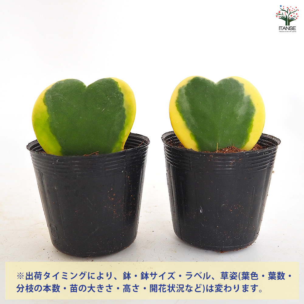 ハートホヤ 斑入り 観葉植物 2号/1個売り 観葉 ガーデニング