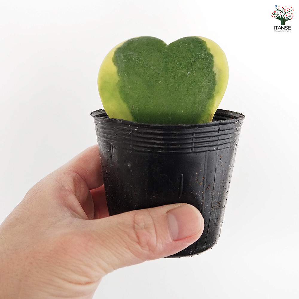 ハートホヤ 斑入り 観葉植物 2号/1個売り 観葉 ガーデニング