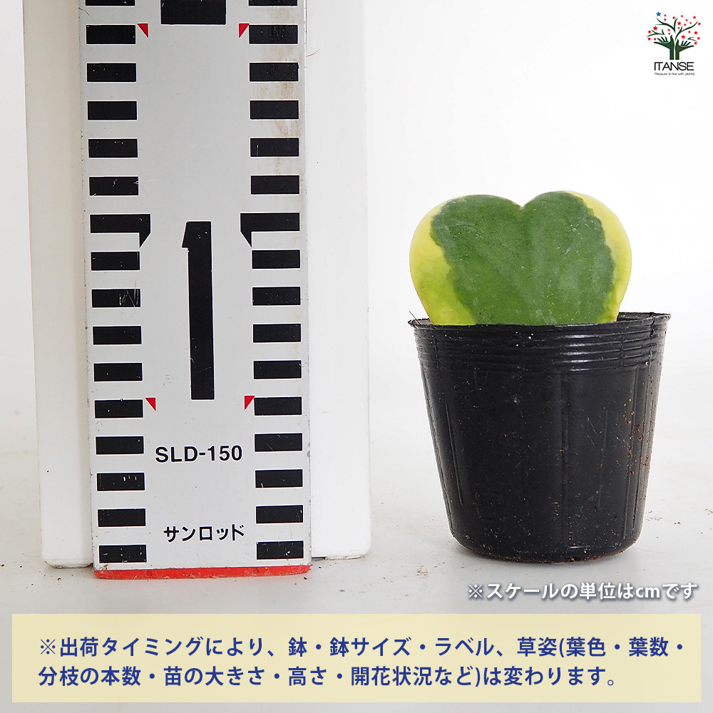ハートホヤ 斑入り 観葉植物 2号/お買い得6個セット 観葉 ガーデニング