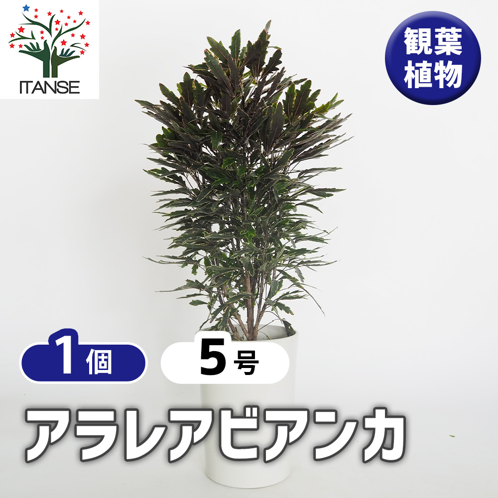 アラレアビアンカ 観葉植物 5号/1個売り インテリア インテリア