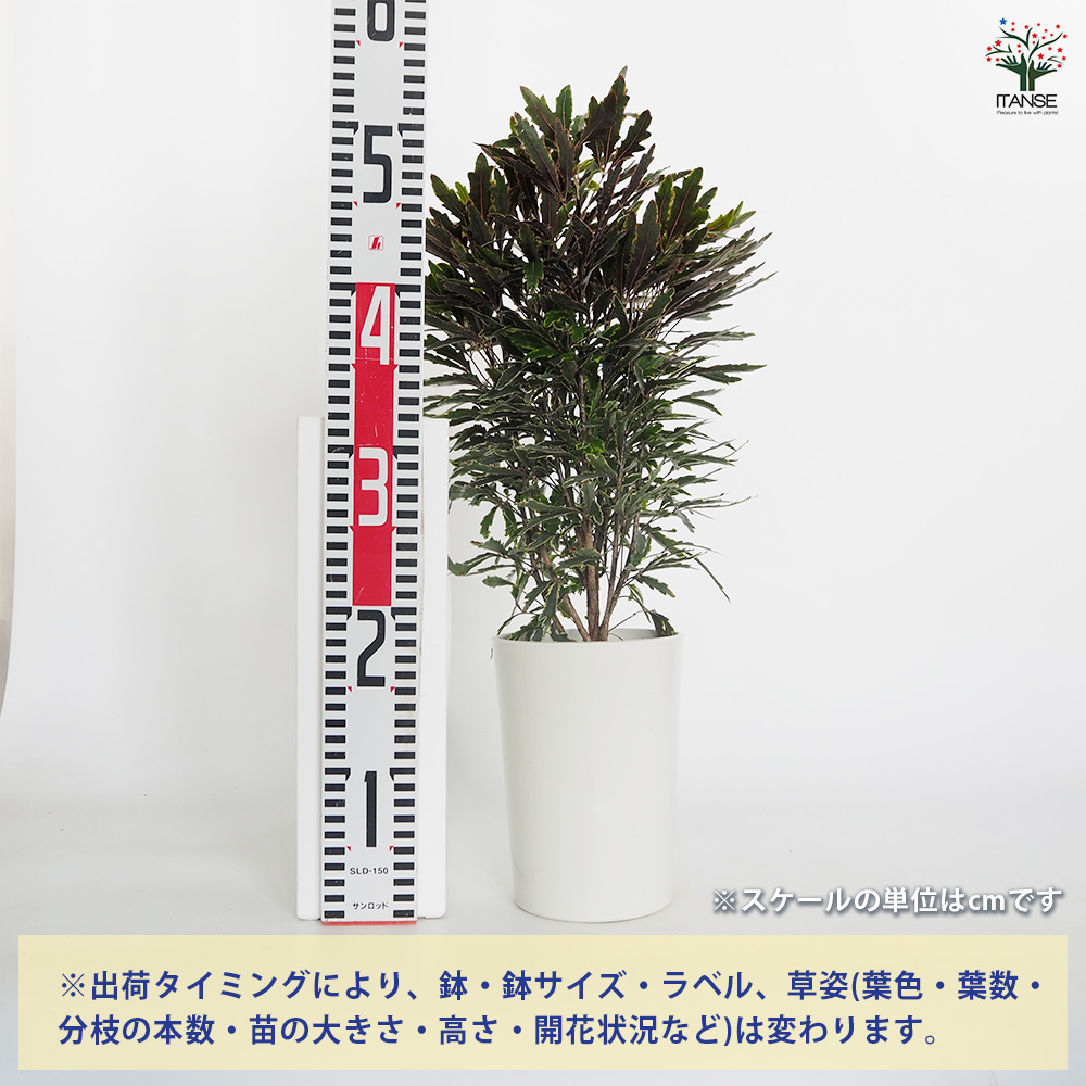 アラレアビアンカ 観葉植物 5号/1個売り インテリア インテリア
