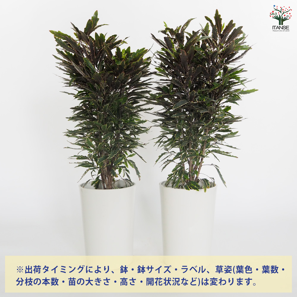 アラレアビアンカ 観葉植物 5号/1個売り インテリア インテリア