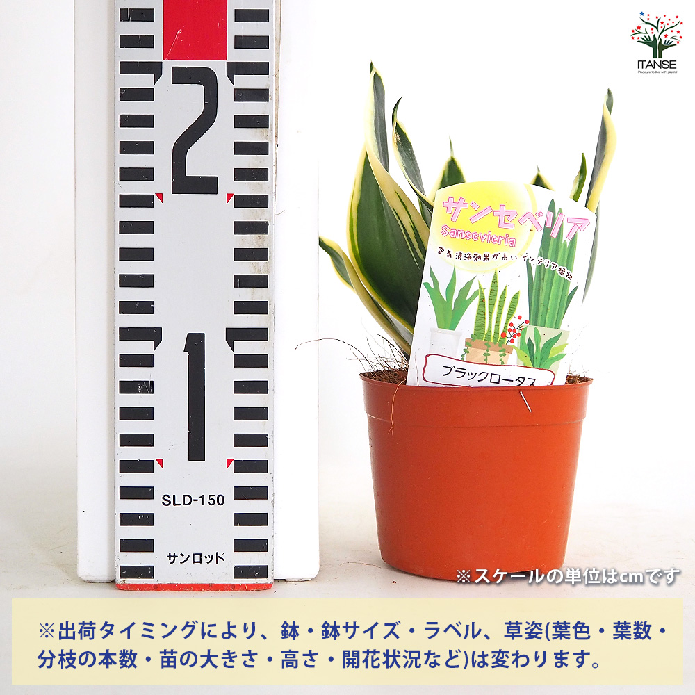 サンスベリア ブラックロータス 観葉植物 3号/1個売り リビング