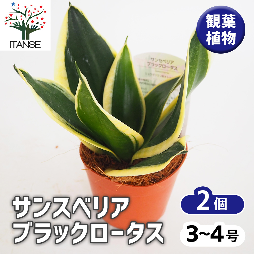 サンスベリア ブラックロータス 観葉植物 3号/お買い得2個セット