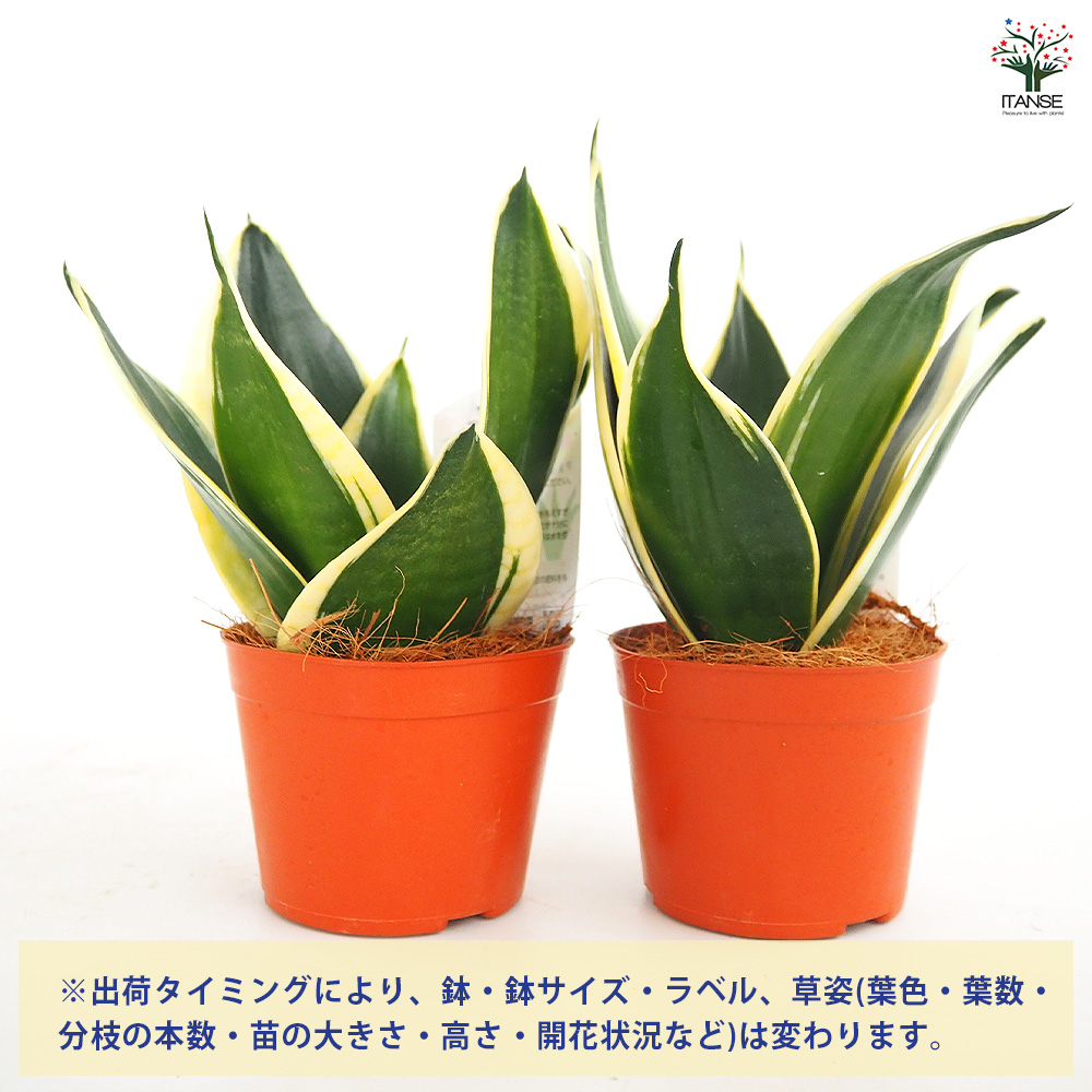 サンスベリア ブラックロータス 観葉植物 3号/お買い得2個セット