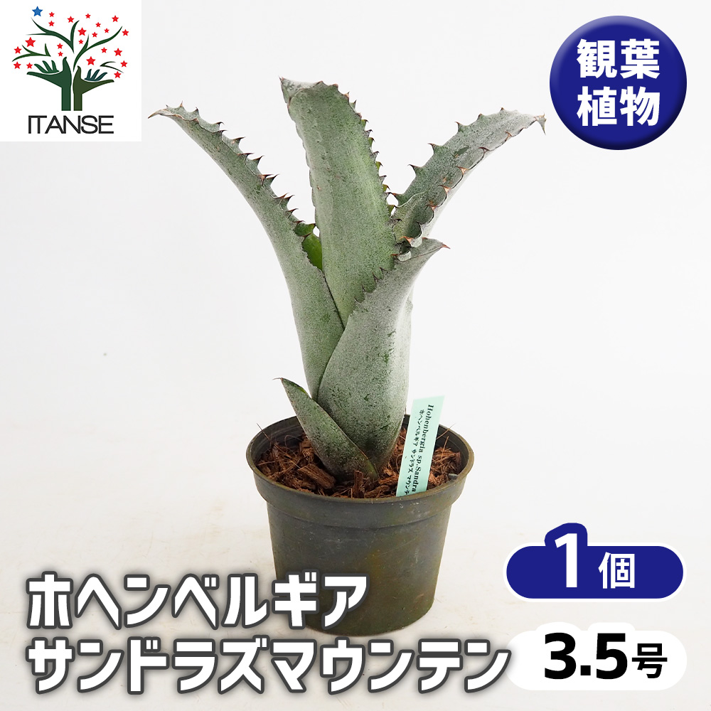 ブロメリア・エアープランツ Hohenbergia Sandra mountain ホヘンベルギア サンドラズマウンテン 観葉植物 3.5号/1個売り タンク