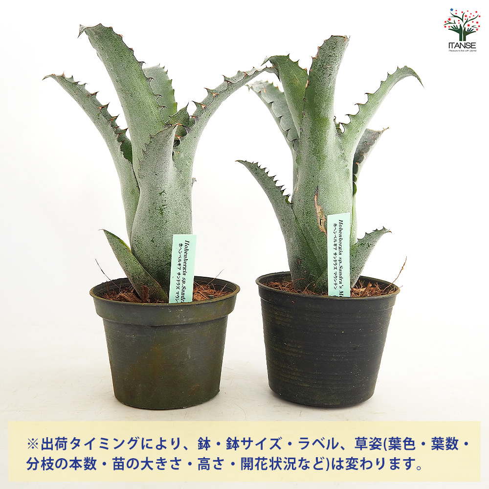 ホヘンベルギア サンドラズマウンテン 観葉植物 3.5号/1個売り タンク