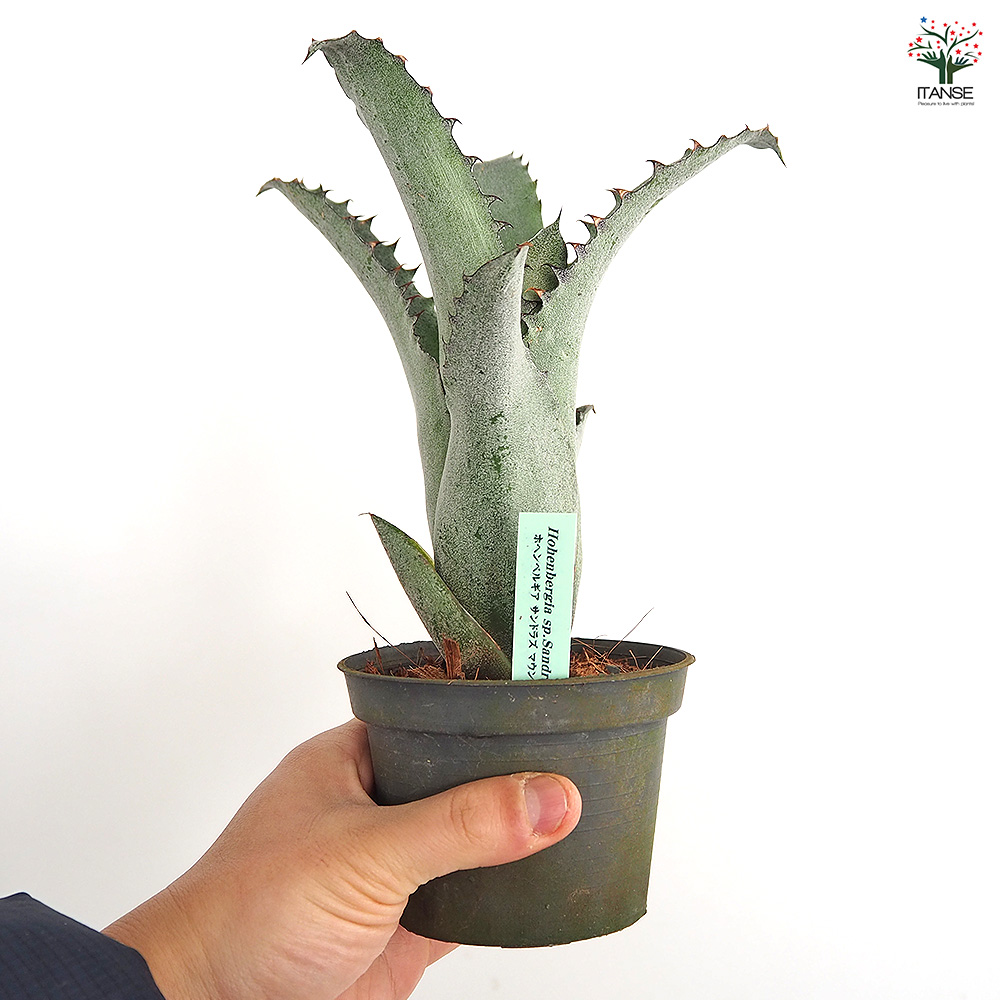 ホヘンベルギア sp. ブラジル　タンクブロメリア 観葉植物 ホヘンベルギア サンドラズマウンテン 観葉植物 3.5号/1個売り タンク