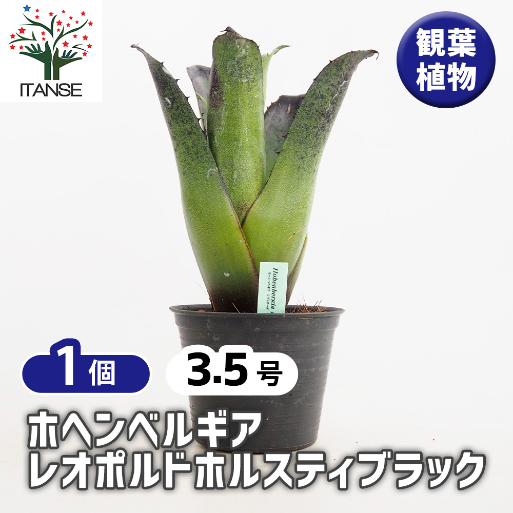 【特別選抜】Hohenbergia ホヘンベルギアレオポルドホルスティ No.7 ホヘンベルギア レオポルドホルスティブラック 観葉植物 3.5号/1個売り