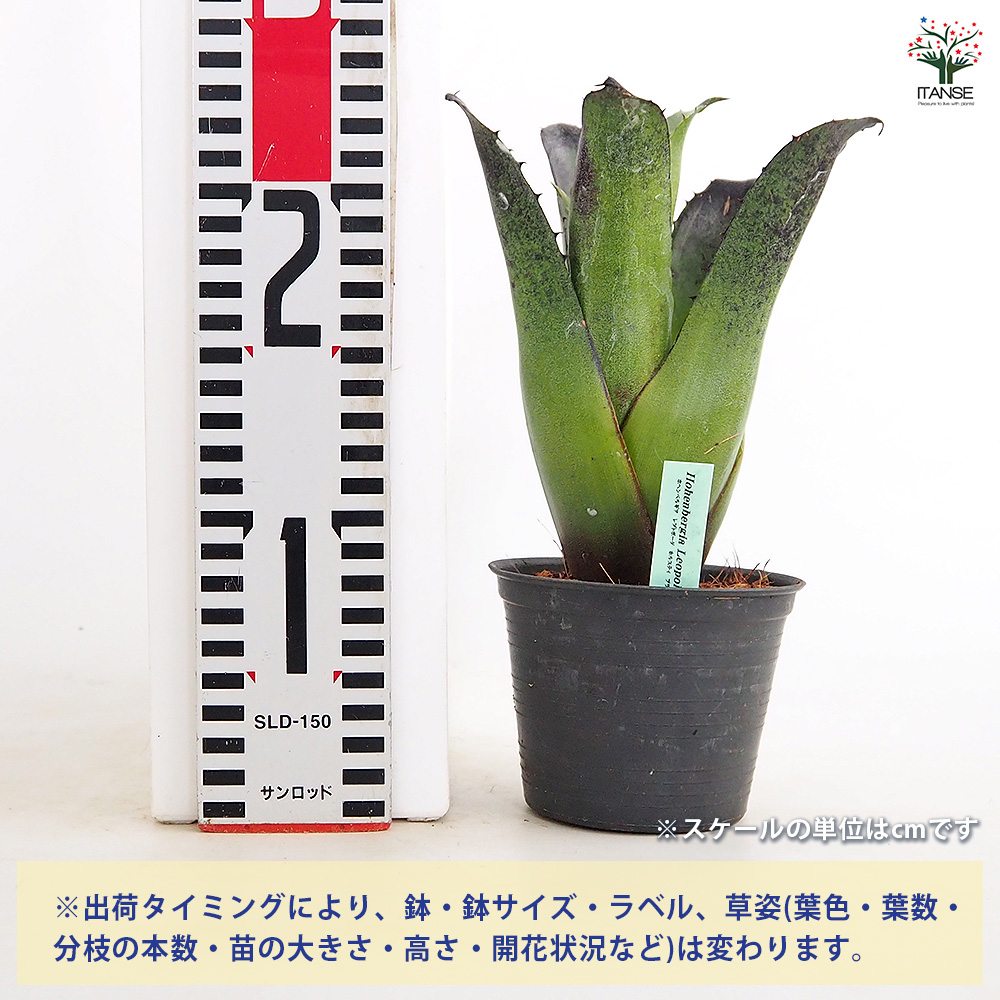 ホヘンベルギア レオポルドホルスティブラック 観葉植物 3.5号/1個売り