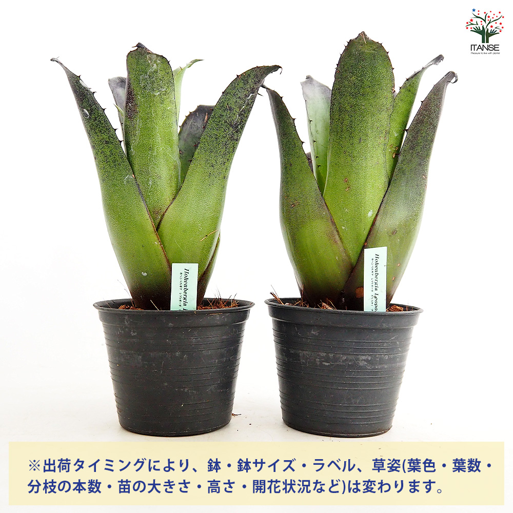 【特別選抜】Hohenbergia ホヘンベルギアレオポルドホルスティ No.8 ホヘンベルギア レオポルドホルスティブラック 観葉植物 3.5号/1個売り