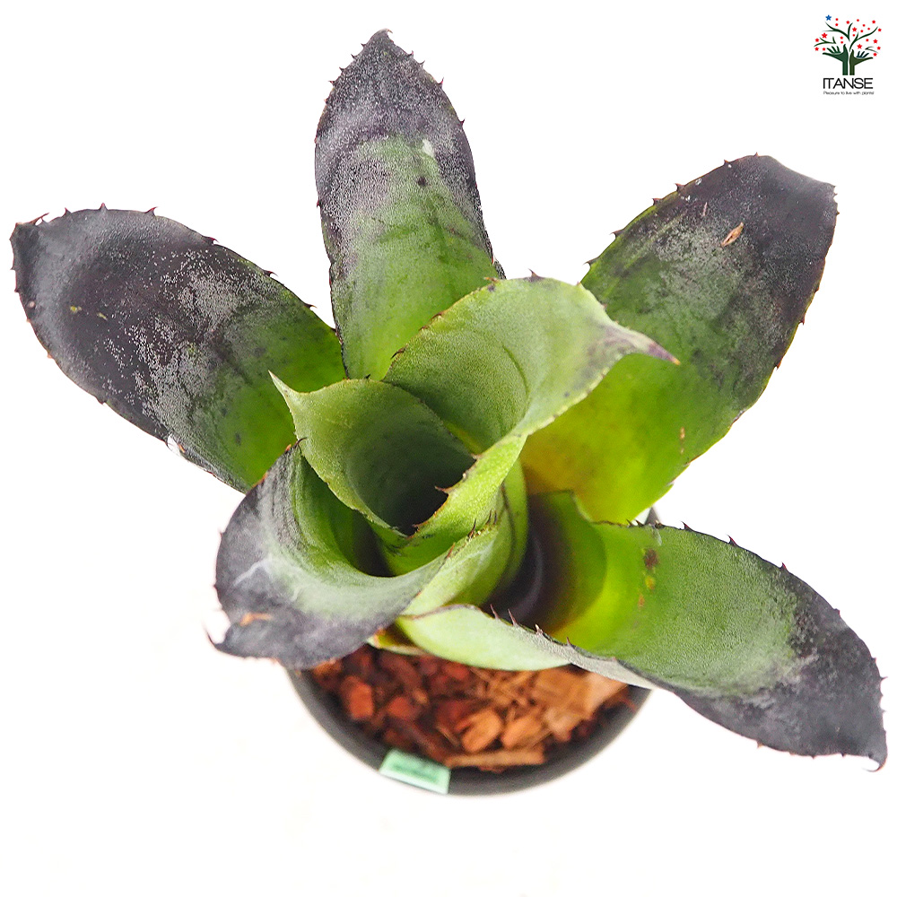 ホヘンベルギア レオポルドホルスティブラック 観葉植物 3.5号/1個売り