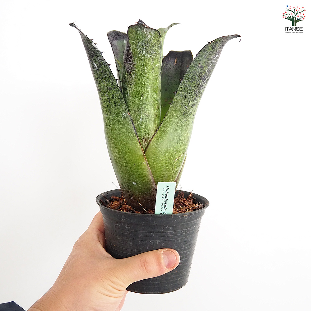 ホヘンベルギア レオポルドホルスティブラック 観葉植物 3.5号/1個売り