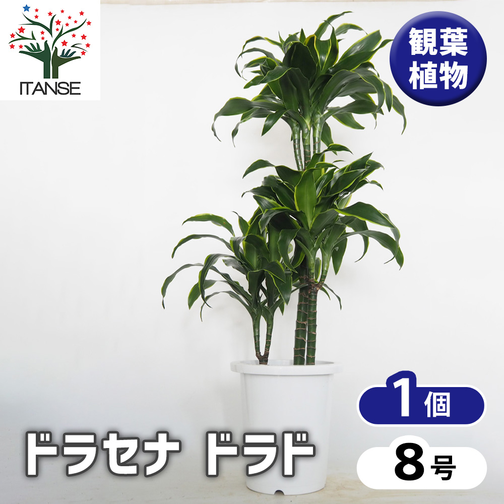 ドラセナ ドラド 観葉植物 8号/1個売り リュウゼツラン キジカクシ