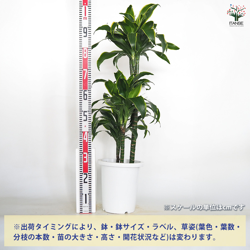 ドラセナ ドラド 観葉植物 8号/1個売り リュウゼツラン キジカクシ