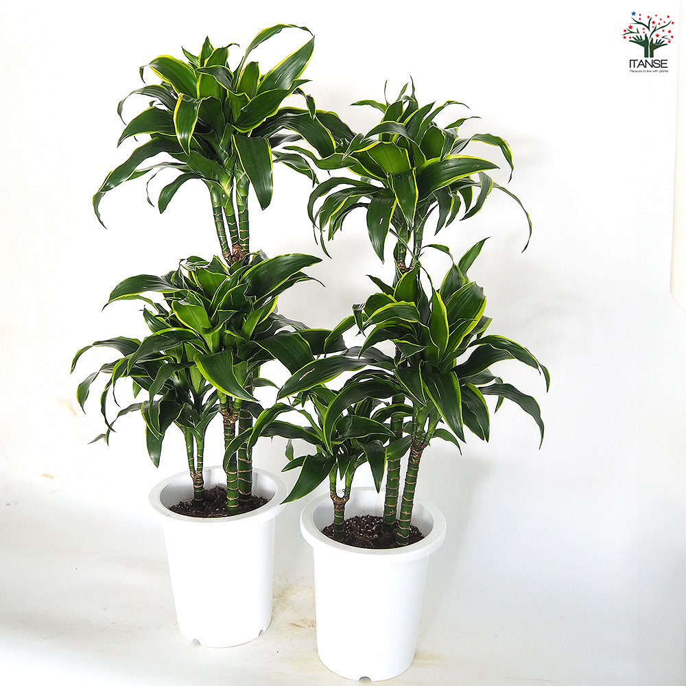 ドラセナ ドラド 観葉植物 8号/1個売り リュウゼツラン キジカクシ