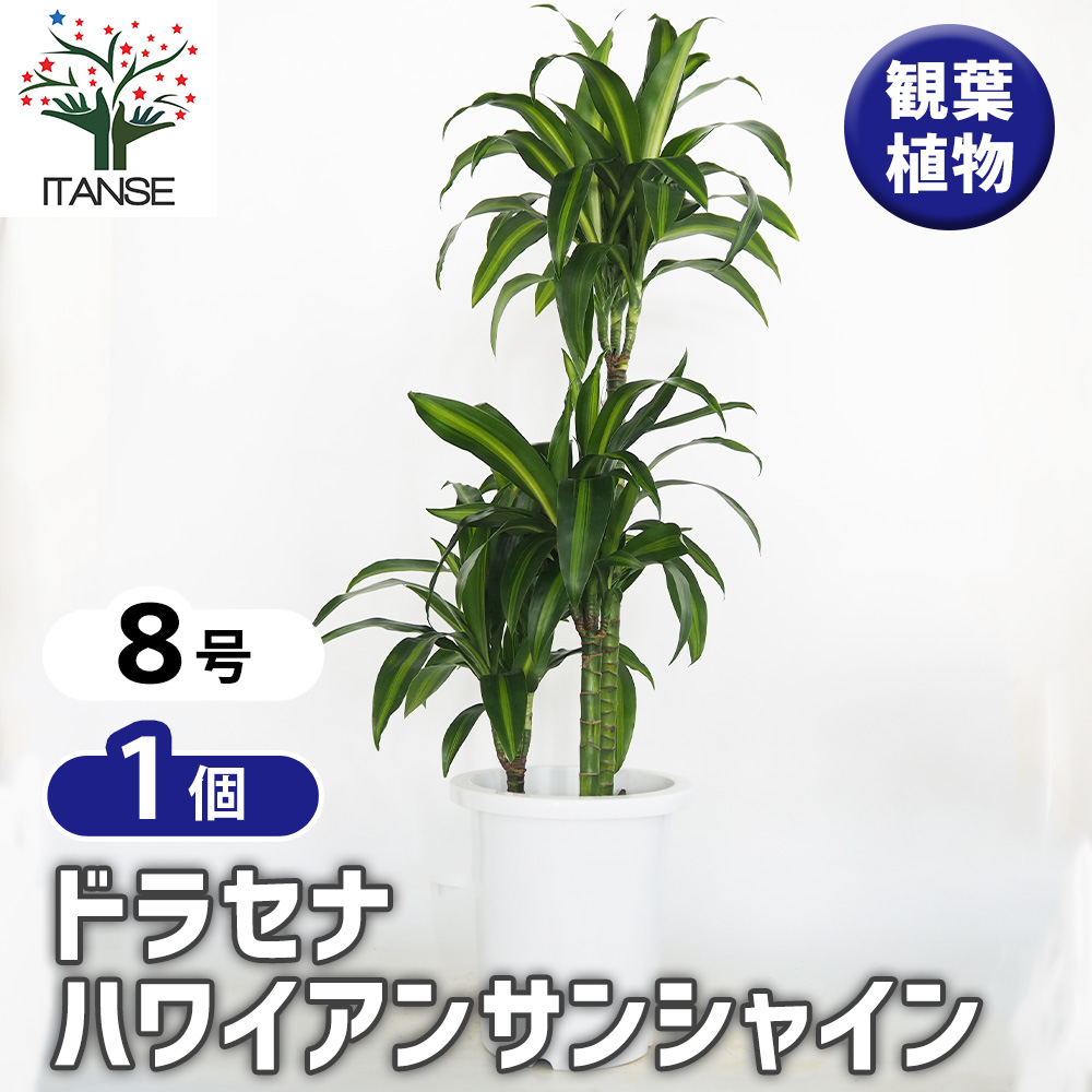 ［現品］【希少】86番　ドラセナハワイアンサンシャイン　8号　観葉　室内　レア ドラセナ ハワイアンサンシャイン 観葉植物 8号/1個売り