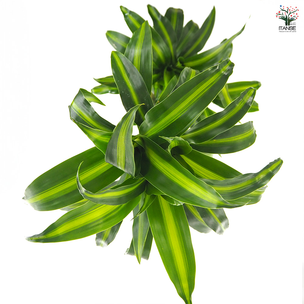 ドラセナ ハワイアンサンシャイン 観葉植物 8号/1個売り