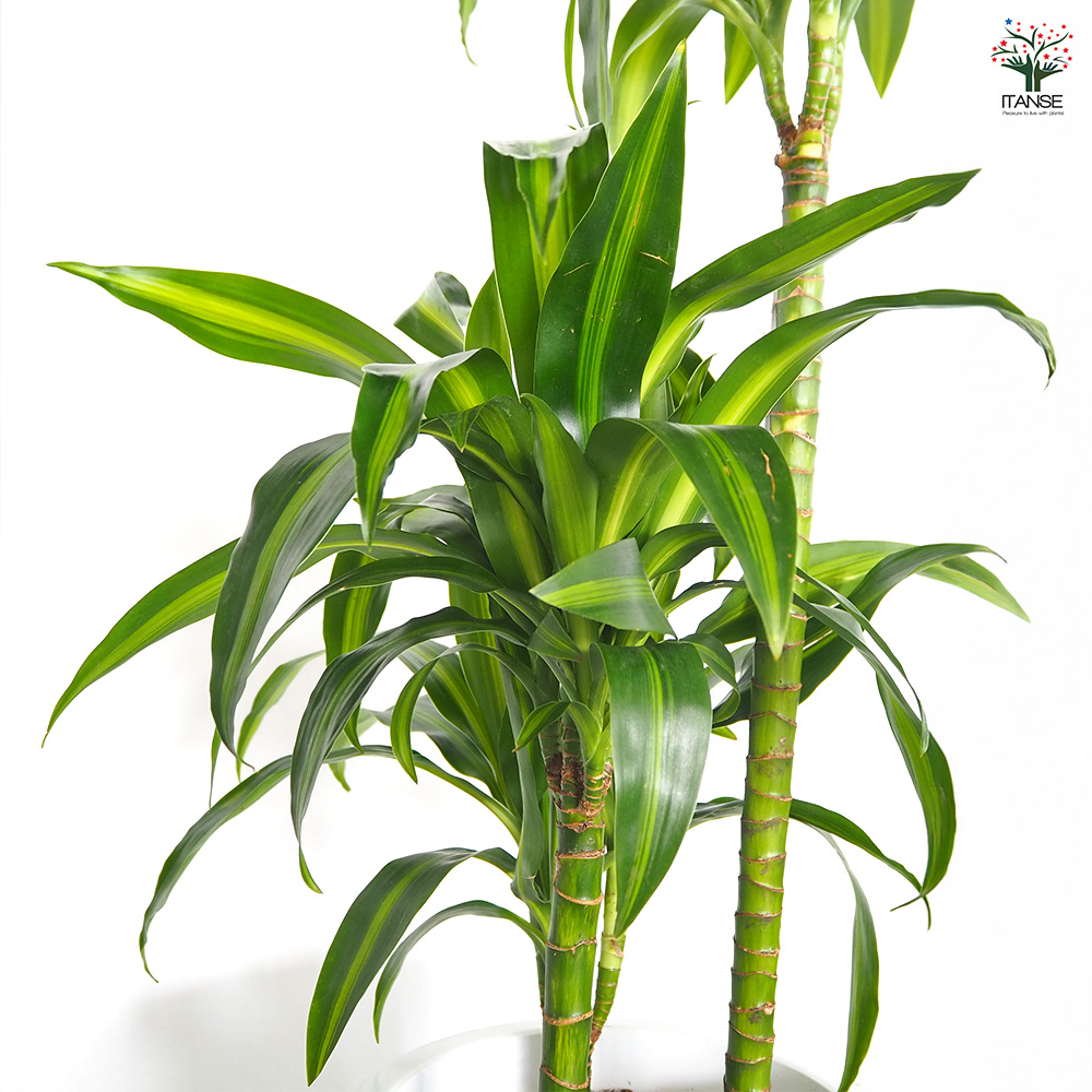 ドラセナ ハワイアンサンシャイン 観葉植物 8号/1個売り