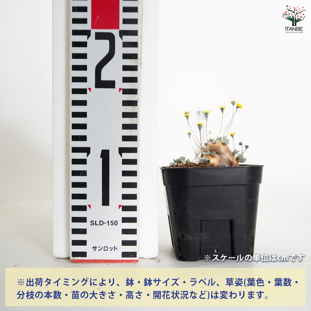 オトンナ カカリオイデス 観葉植物 3.5号/1個売り コーデックス 塊根