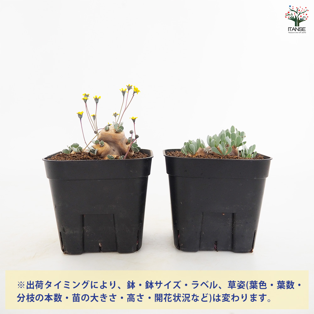オトンナ カカリオイデス 観葉植物 3.5号/1個売り コーデックス 塊根