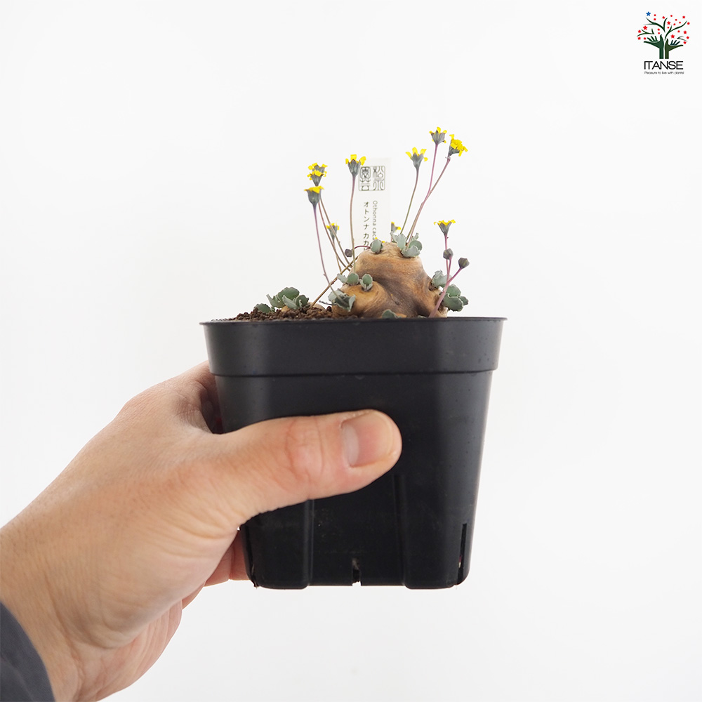 オトンナ カカリオイデス 観葉植物 3.5号/1個売り コーデックス 塊根